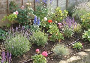 Professional dripline for gardens