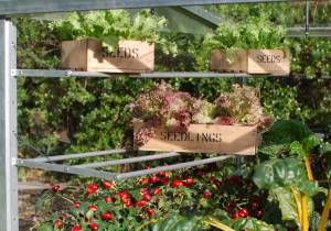 Cold Frame shelf set