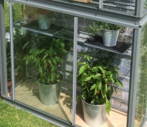 growing chillies in a greenhouse