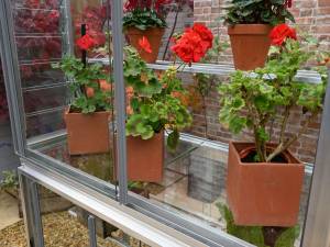 toughened glass staging in growhouse