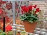 Shelf in growhouse