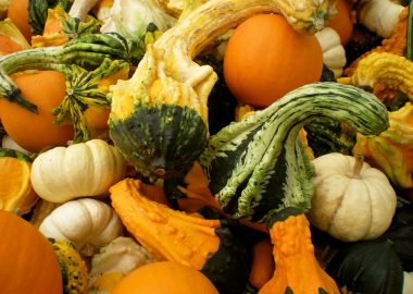 How To Grow Squash In A Greenhouse