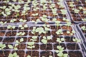 How To Grow Melon In A Greenhouse