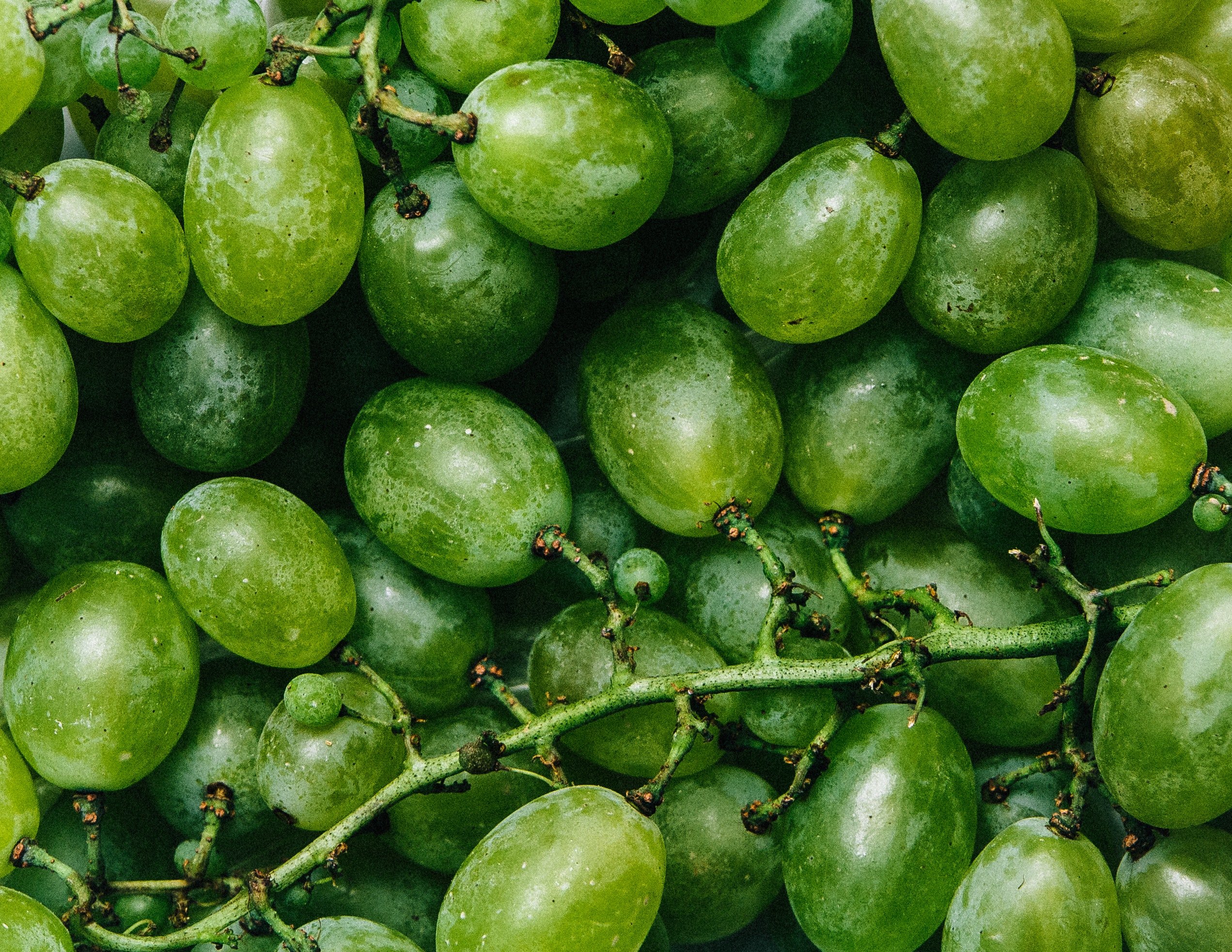 growing grapes in a greenhouse