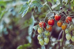 greenhouse tomatoes