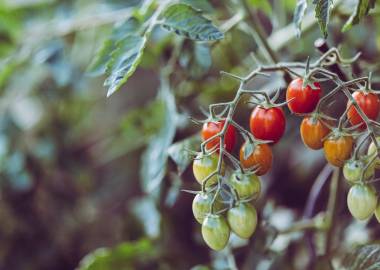 Growing Tomatoes In a Greenhouse
