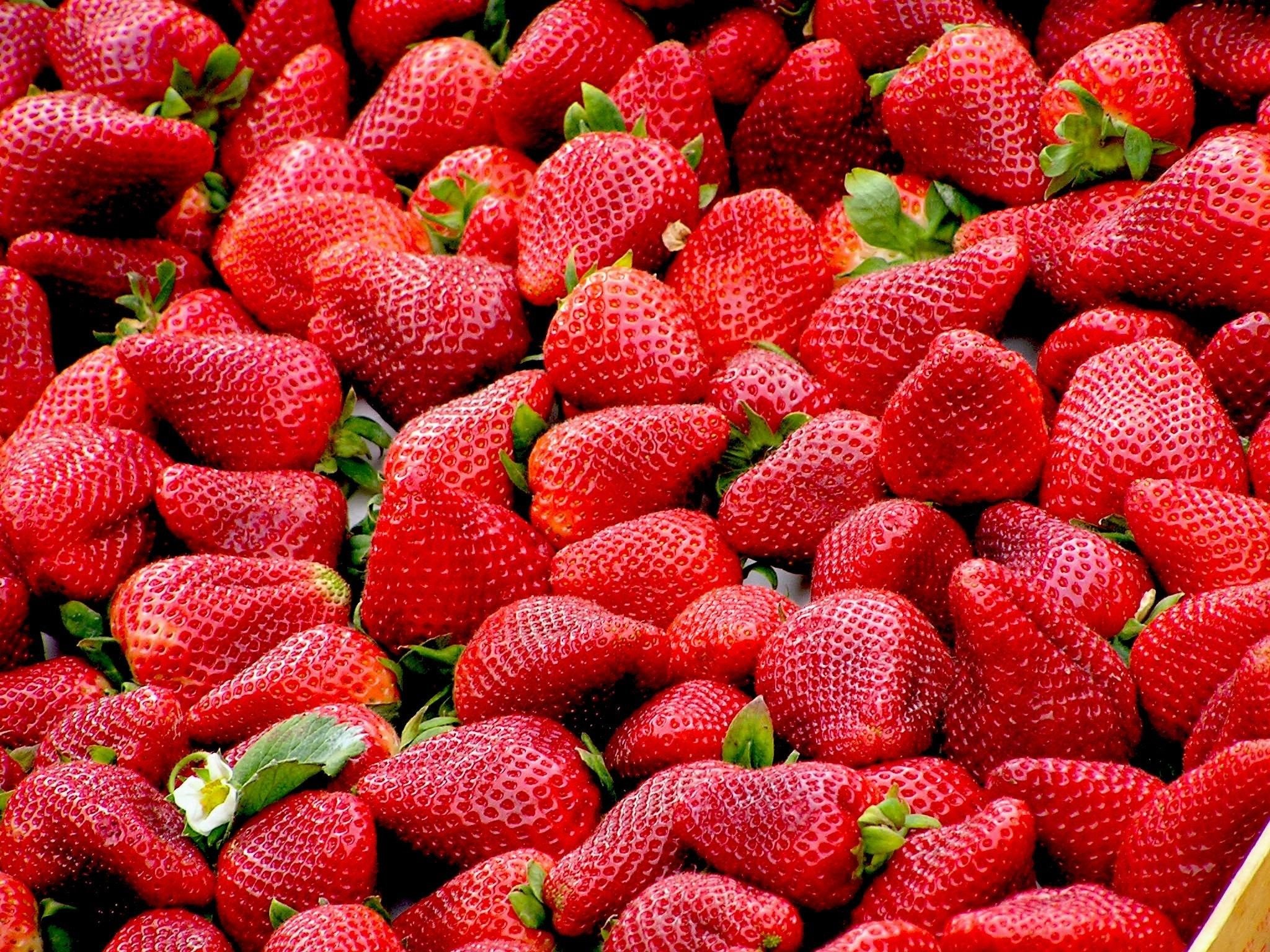 growing strawberries