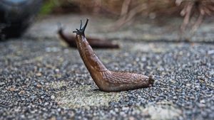greenhouse slug