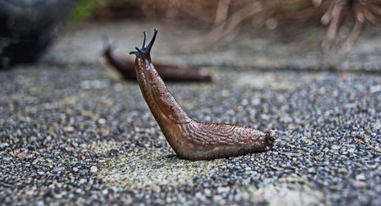 How To Stop Slugs In a Greenhouse
