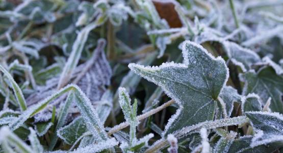 What to grow in a greenhouse in winter