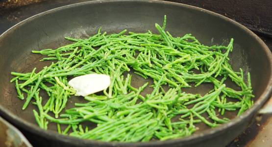 growing samphire in a greenhouse