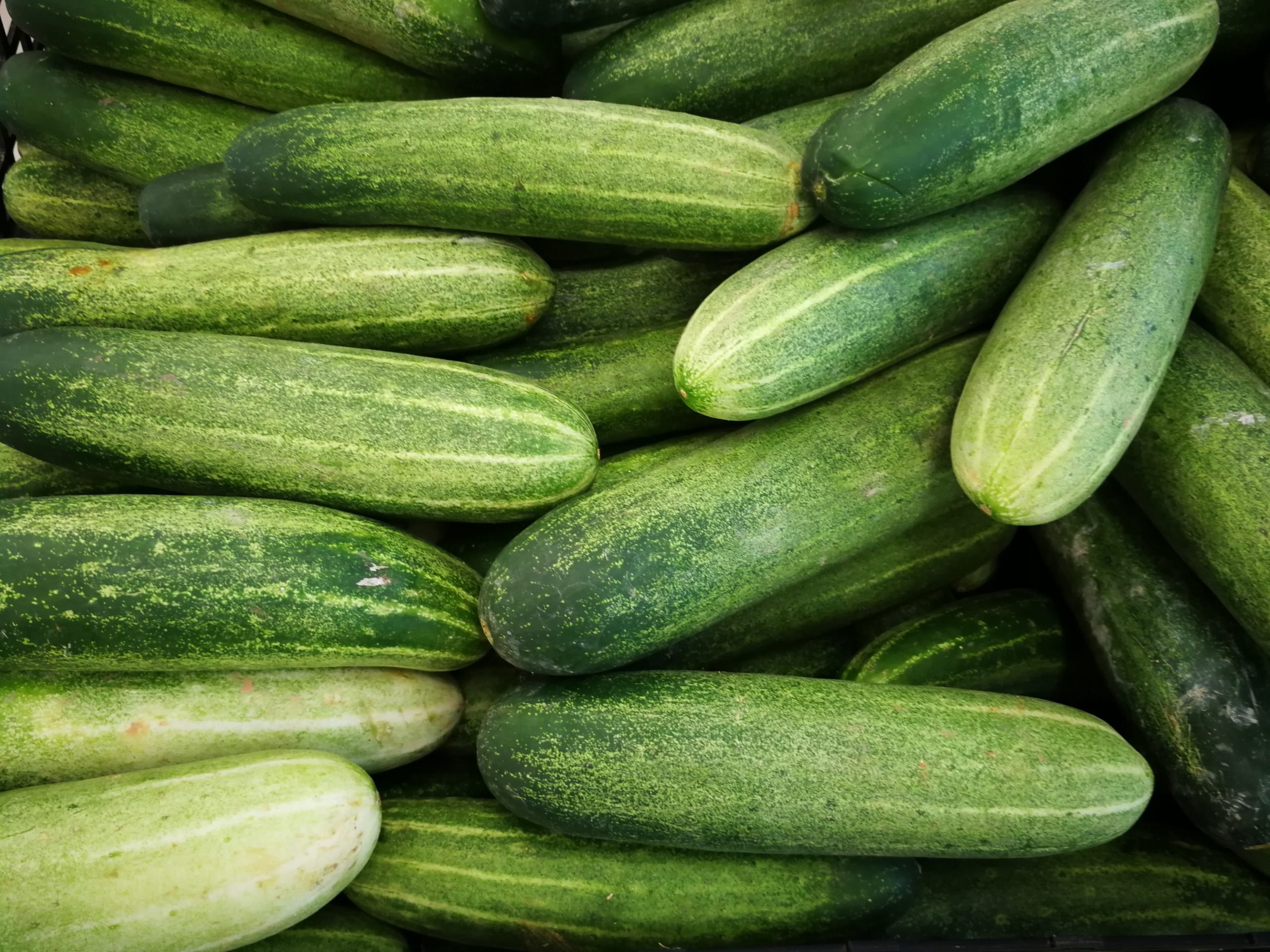 grow cucumber in greenhouse | Access Garden Products