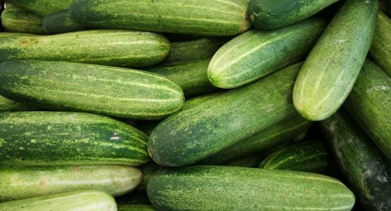 Your guide to growing cucumbers in a greenhouse
