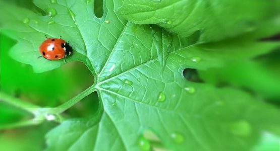 How to Protect Your Plants From Insects