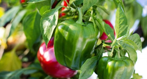 Growing Peppers in a Greenhouse
