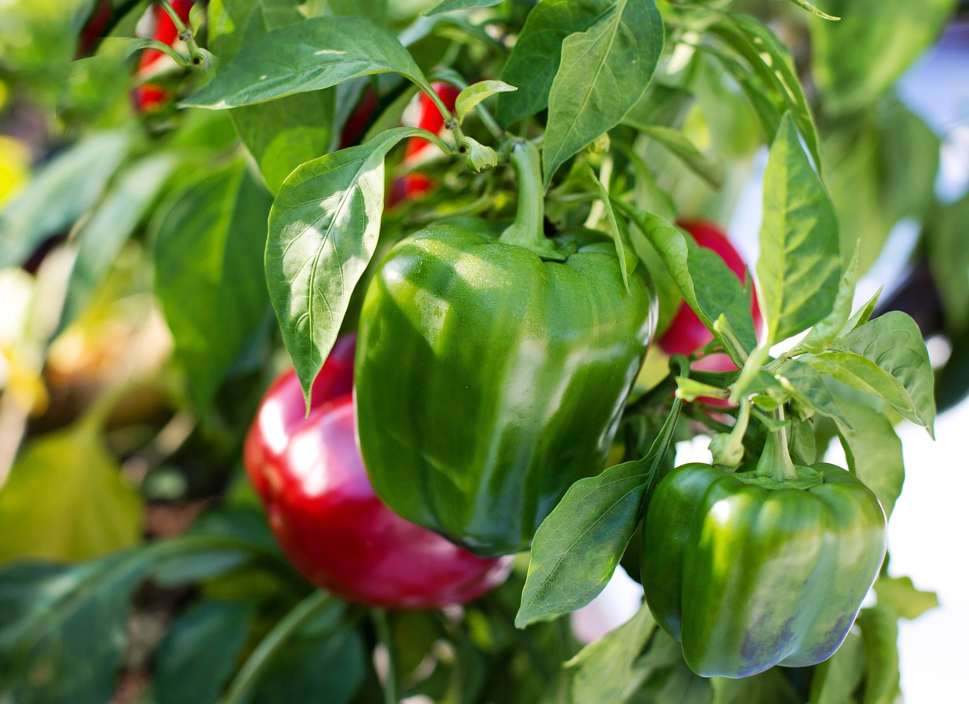 growing peppers