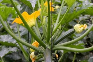 growing courgette in a greenhouse