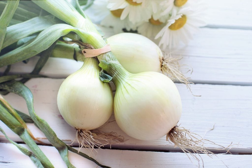 onions greenhouse
