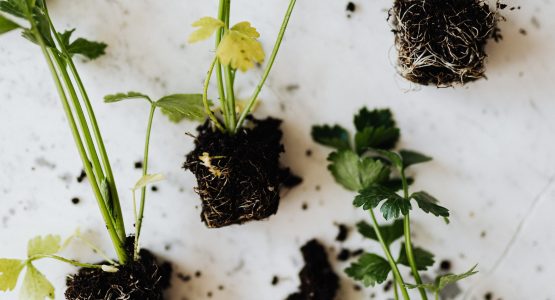 Growing Herbs In A Greenhouse