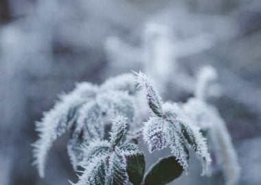 How to protect plants from frost in a greenhouse