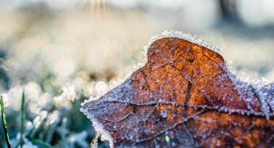 Guide to Gardening in Winter