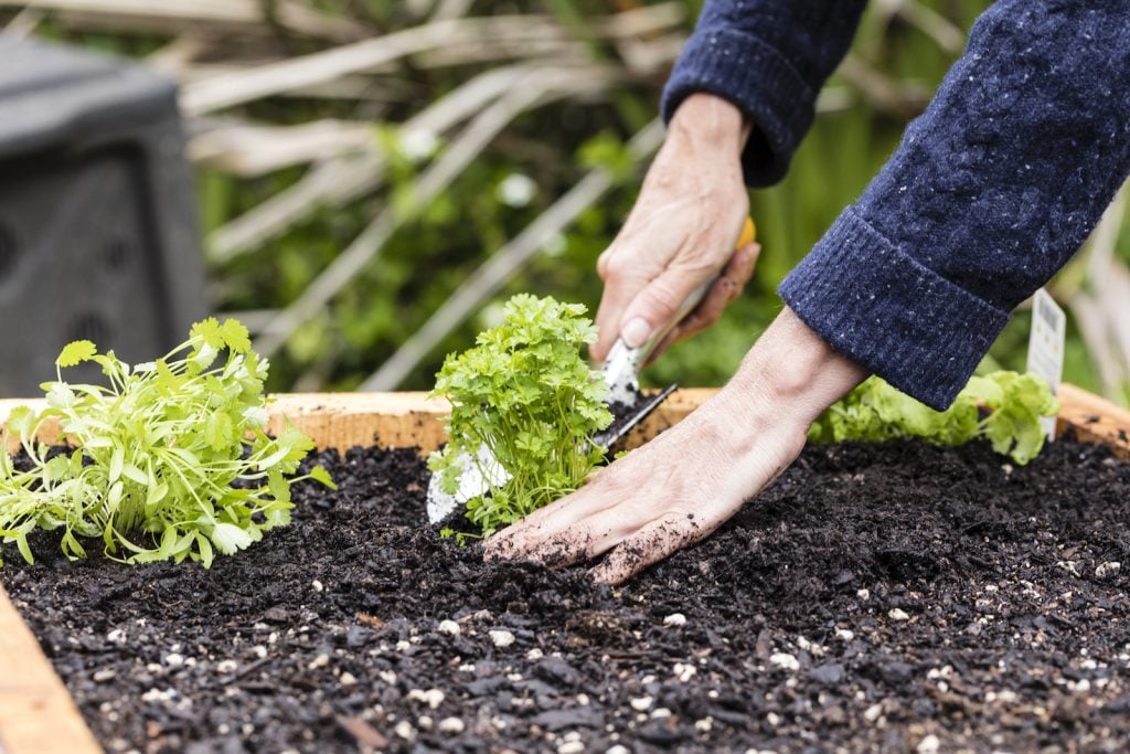 person using a trowel on a raised bed with herbs