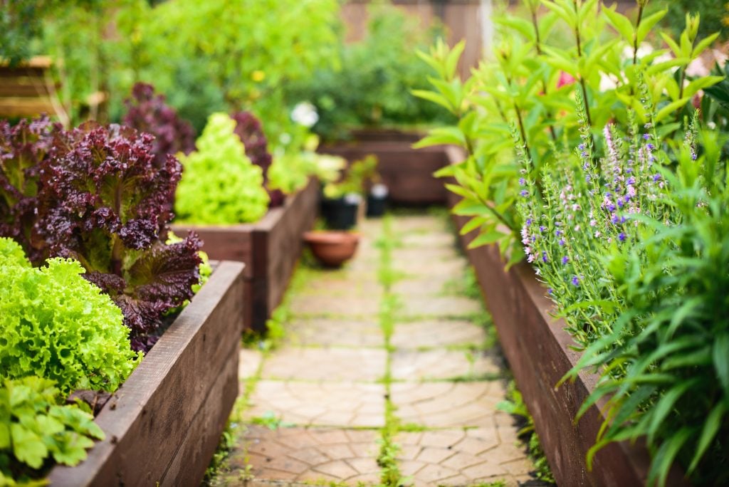 raised bed garden with plants, flowers and herbs