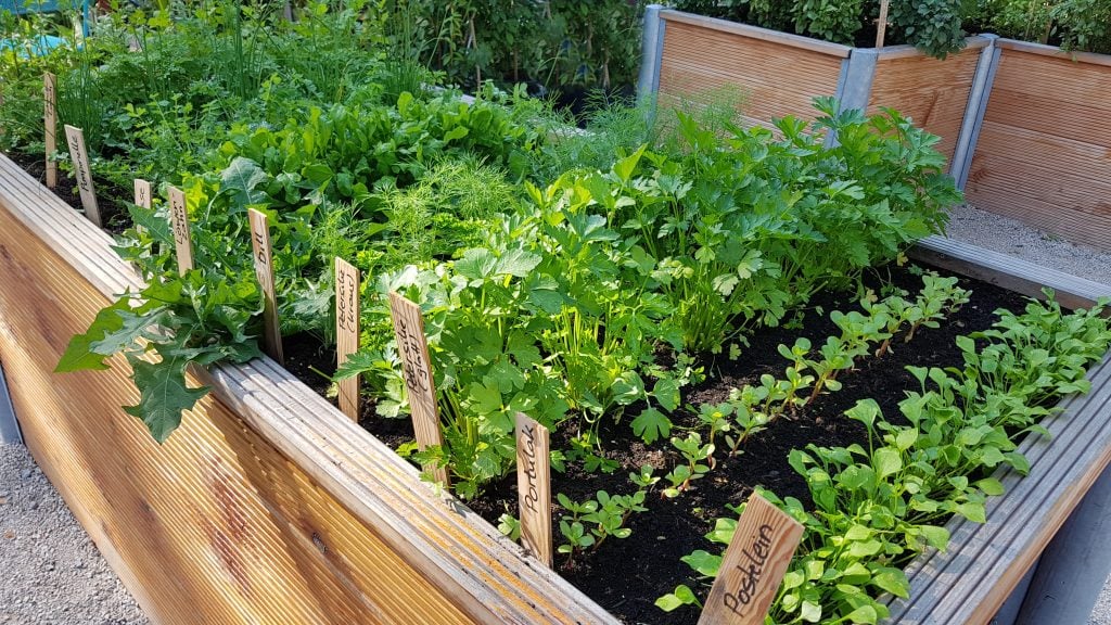 raised bed with rows of herbs and wooden labels