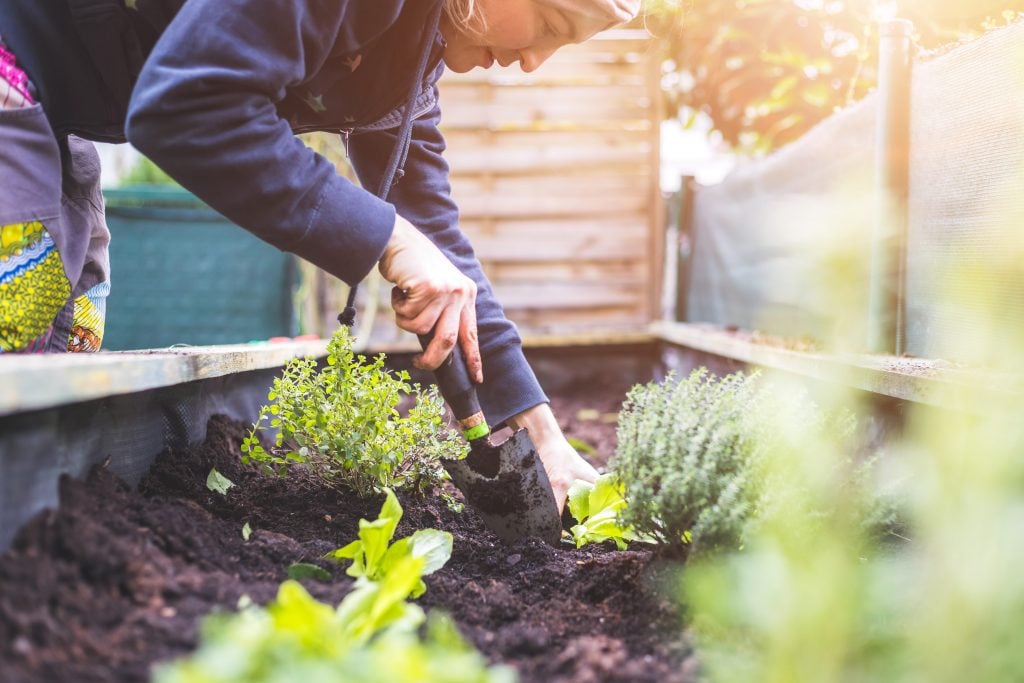 gardener using a trowel on a raised bed