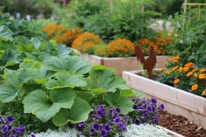 raised bed with plants and purple and orange flowers