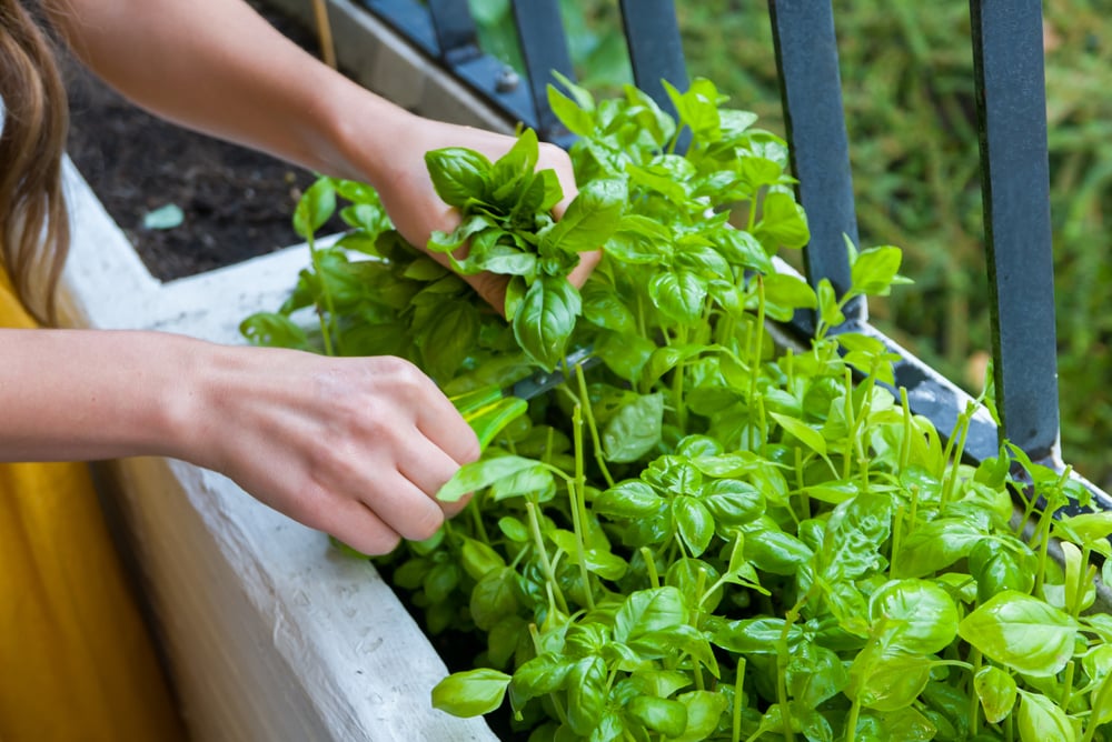 balcony herb garden