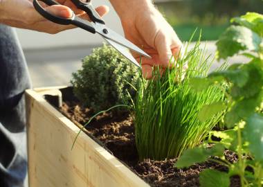 How To Start A Balcony Herb Garden
