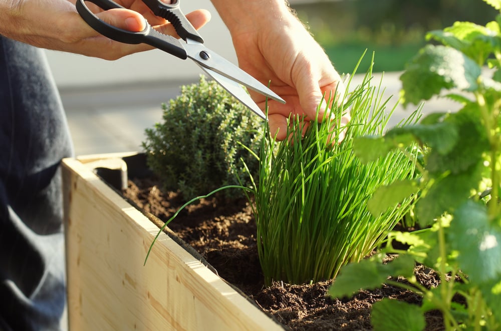 balcony herb garden