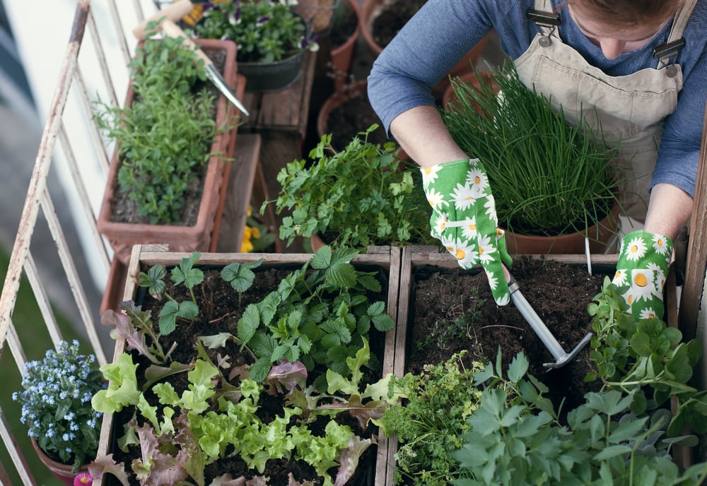 balcony herb garden