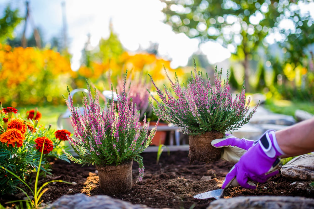 autumn gardening