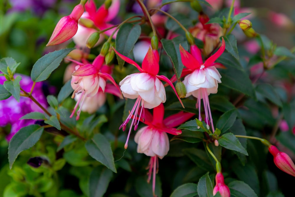 Fuchsias