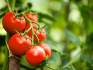 tomatoes on the vine