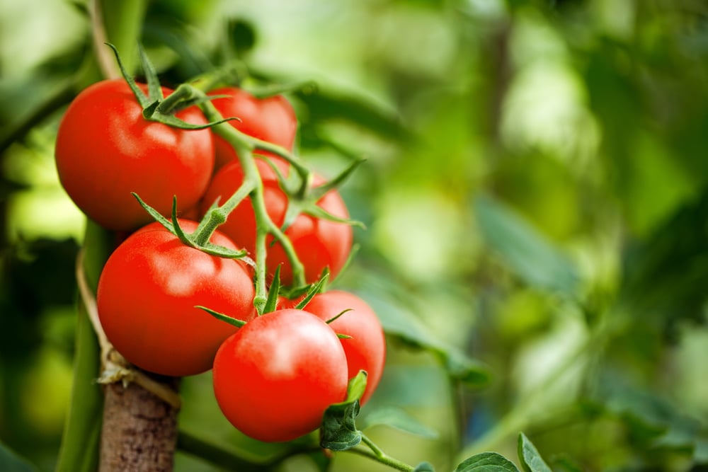 tomatoes on the vine