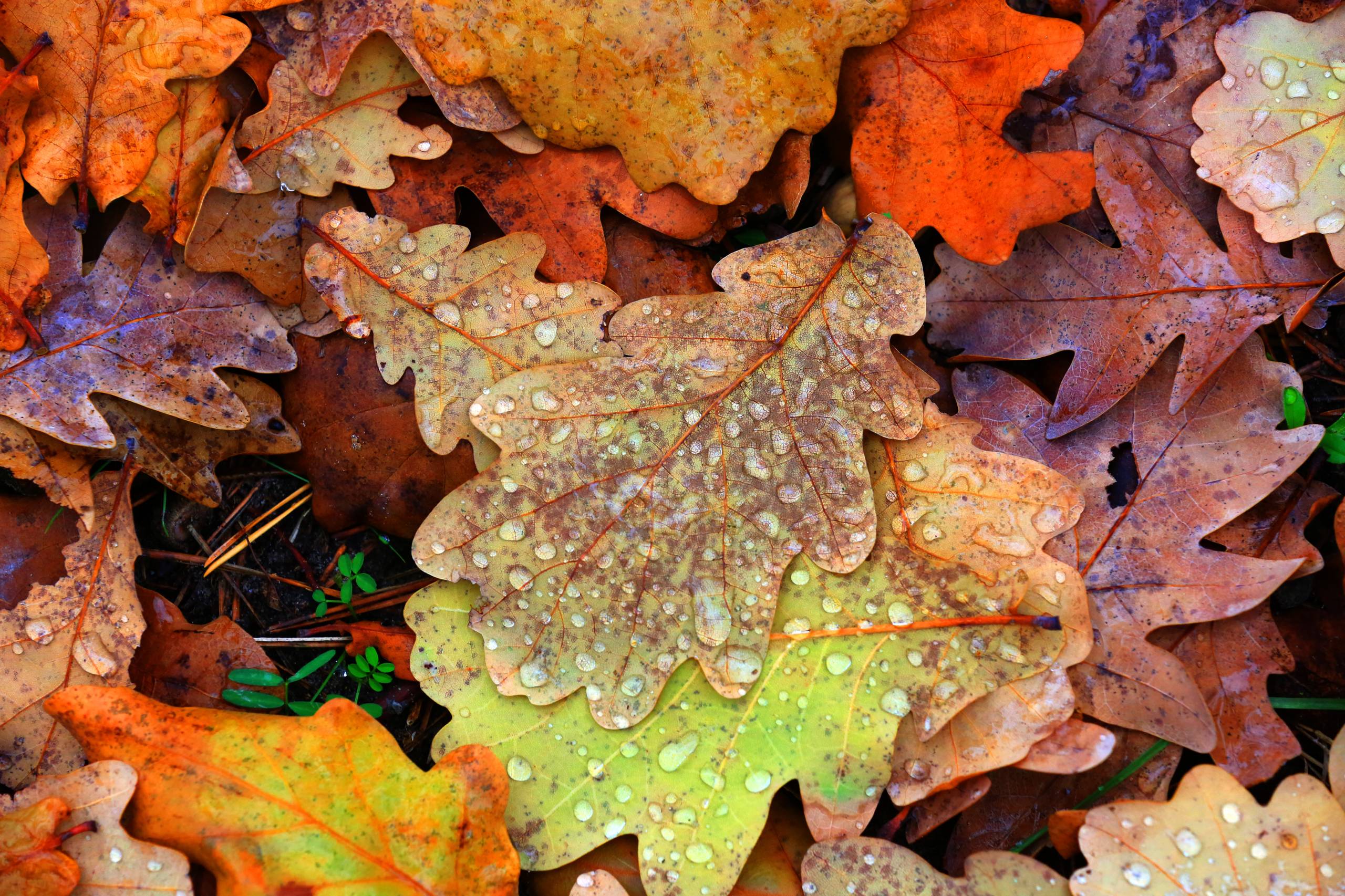 leaves