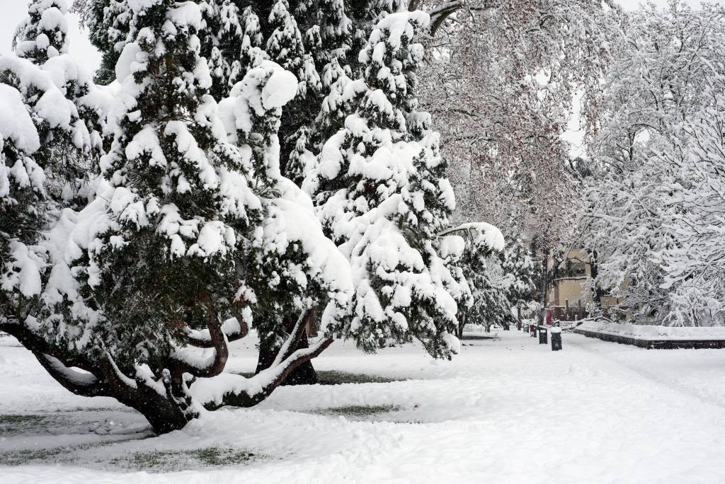 Garden in december