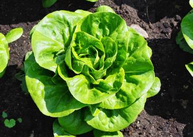 What to grow in a greenhouse in March?