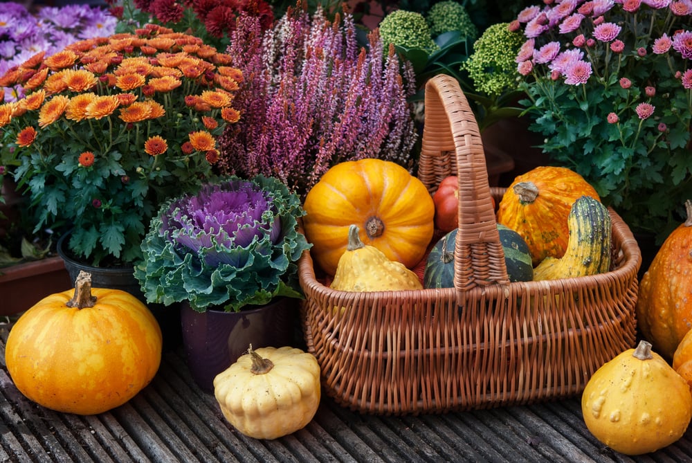 october garden with pumpkins