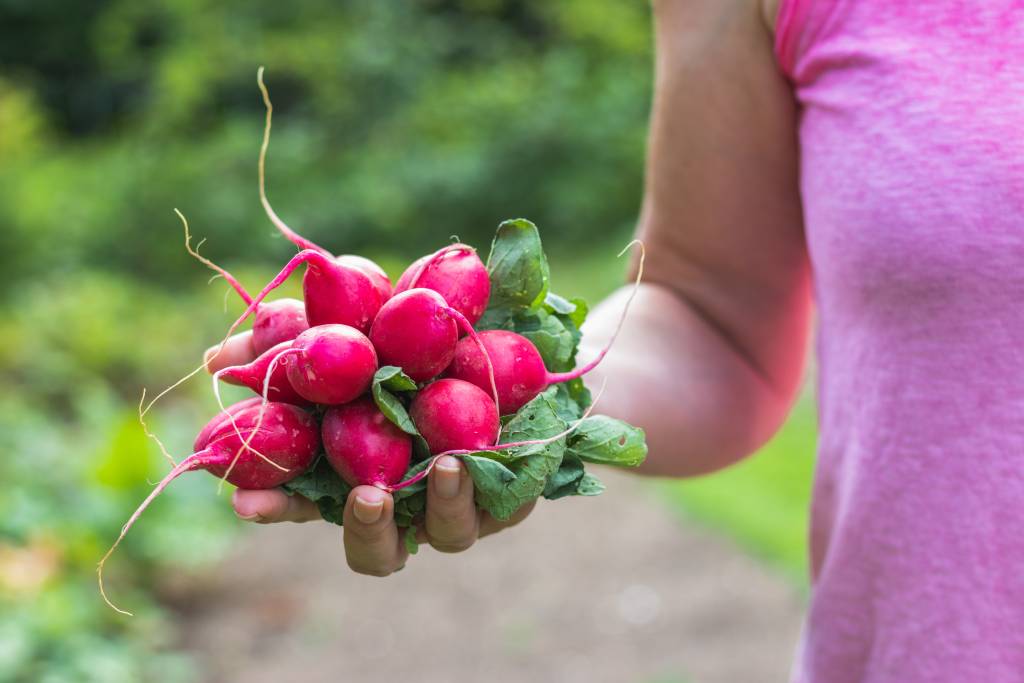Radishes in someones hand