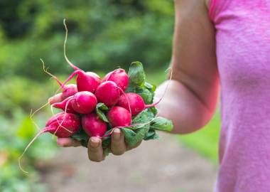 A Guide to Growing Radishes in a Greenhouse (UK Edition)