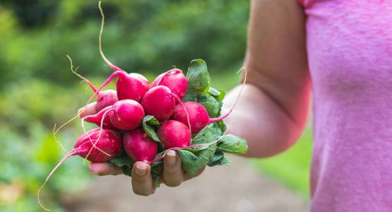 Greenhouse Growing Tips: January Edition