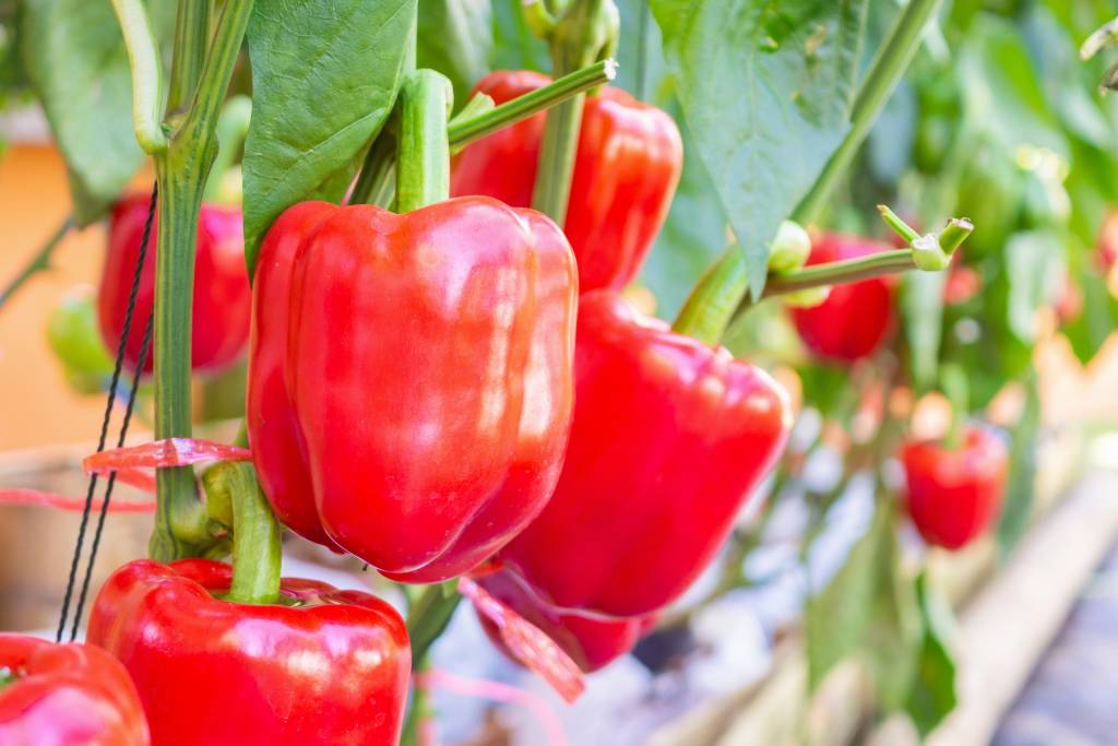 Red bell peppers growing