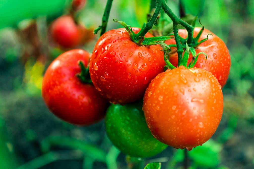 Tomatoes growing