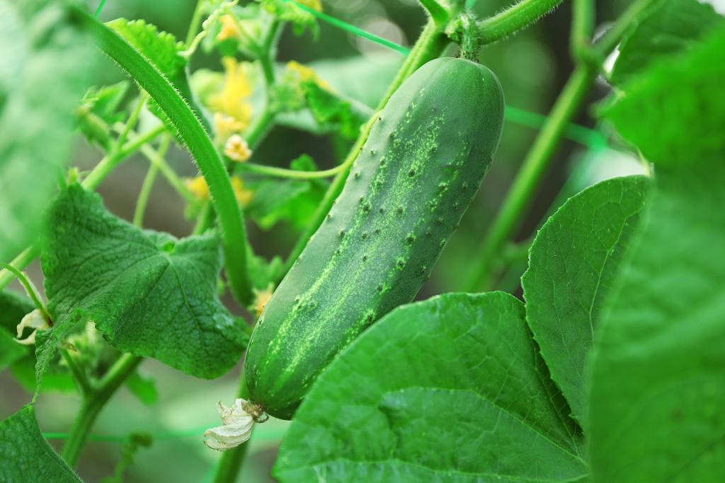 cucumber growing in february