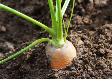 Greenhouse Growing Tips: March Edition