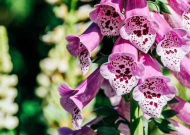 Greenhouse Growing Tips: May Edition